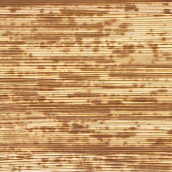 CWP-D4 �N�V���b�g�y�[�p�[ HEADS(�w�b�Y) 48688168