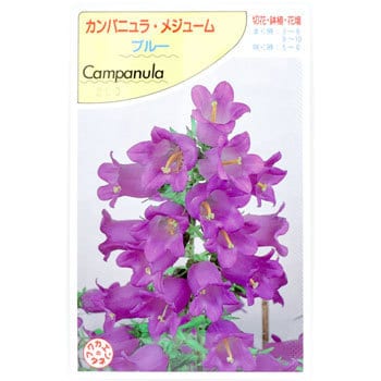 タネ カンパニュラメジューム 福花園 植物 草花の種 通年 通販モノタロウ