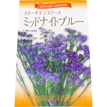 【タネ】スターチスシヌアータ 福花園