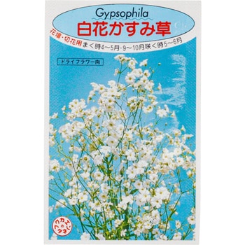 タネ 白花かすみ草 1個 福花園 通販モノタロウ