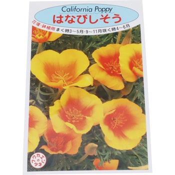 【タネ】はなびしそう 福花園