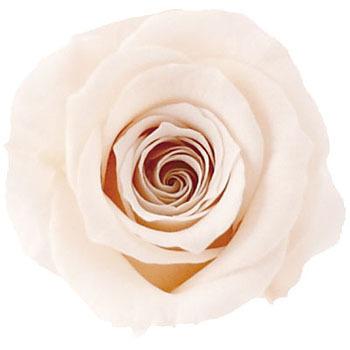 �o�j���s���N �v���U�[�u�h �v���}���F�[�� �r�b�O�x�x Primavera(�v���}���F�[��) 49416632