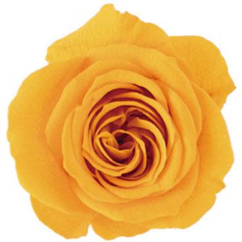 �T�t���� �v���U�[�u�h �v���}���F�[�� �r�b�O�x�x Primavera(�v���}���F�[��) 49416648