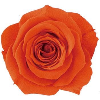 �I�����W �v���U�[�u�h �v���}���F�[�� �r�b�O�x�x Primavera(�v���}���F�[��) 49416657