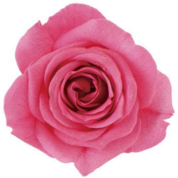 sN vU[uh v}F[ rbOxx Primavera(v}F[) 49416675