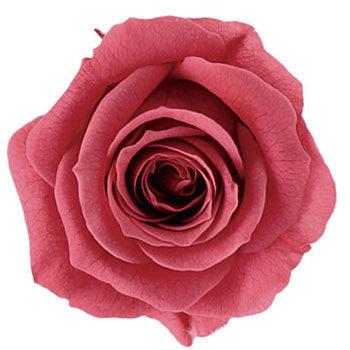 コーラルピンク プリザーブド プリマヴェーラ ビッグベベ Primavera(プリマヴェーラ) 49416684