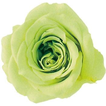 �s�X�^�`�I �v���U�[�u�h �v���}���F�[�� �r�b�O�x�x Primavera(�v���}���F�[��) 49416693