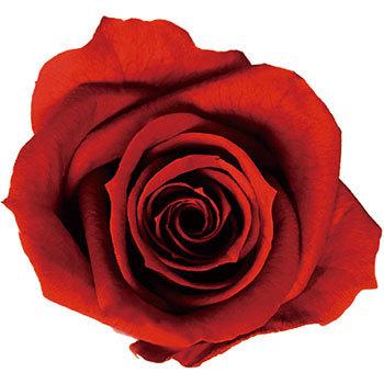 �e���R�b�^ �v���U�[�u�h �v���}���F�[�� �r�b�O�x�x Primavera(�v���}���F�[��) 49416745