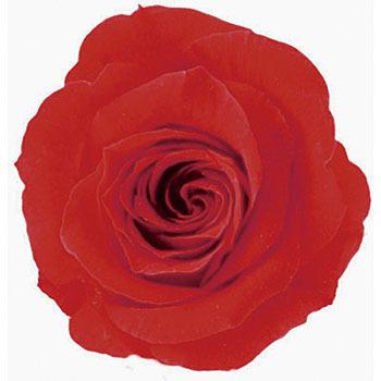 ���b�h �v���U�[�u�h �v���}���F�[�� �r�b�O�x�x Primavera(�v���}���F�[��) 49416754