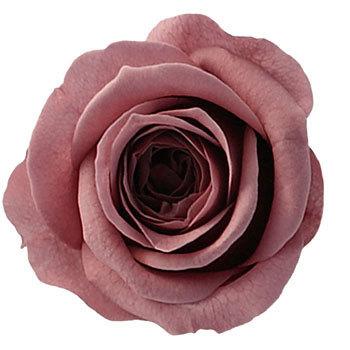 ���[���s���N �v���U�[�u�h �v���}���F�[�� �r�b�O�x�x Primavera(�v���}���F�[��) 49416815