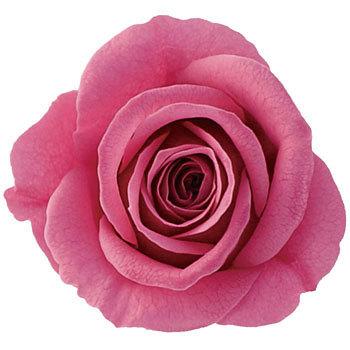 �n�b�s�[�s���N �v���U�[�u�h �v���}���F�[�� �r�b�O�x�x Primavera(�v���}���F�[��) 49416824