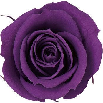 �O���[�v �v���U�[�u�h �v���}���F�[�� �r�b�O�x�x Primavera(�v���}���F�[��) 49416833