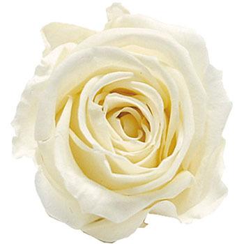 �u���C�_���z���C�g �v���U�[�u�h �v���}���F�[�� �j�[�i Primavera(�v���}���F�[��) 49416842