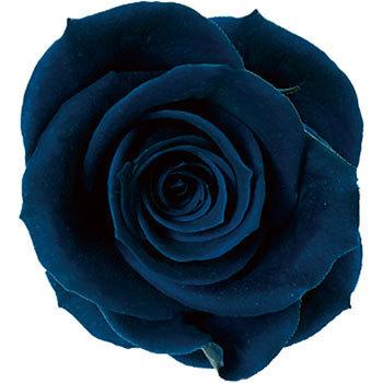 �C���f�B�[�S �v���U�[�u�h �v���}���F�[�� �j�[�i Primavera(�v���}���F�[��) 49416955