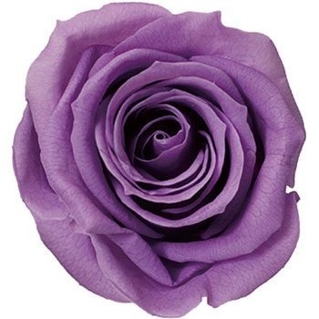 ���� �v���U�[�u�h �v���}���F�[�� �j�[�i Primavera(�v���}���F�[��) 49416982