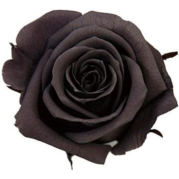 `R[ vU[uh v}F[ j[i Primavera(v}F[) 49417095