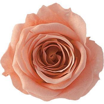 VFsN vU[uh v}F[ j[i Primavera(v}F[) 49417122