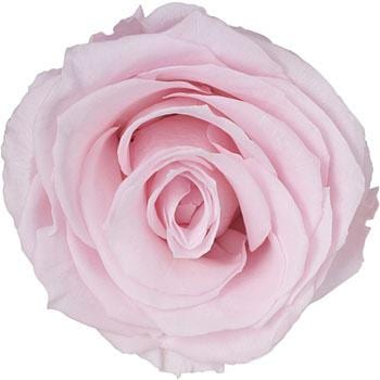 ptFsN vU[uh v}F[ j[i Primavera(v}F[) 49417174