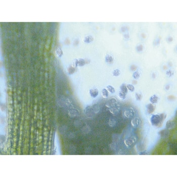 水中微生物採集器 ナリカ