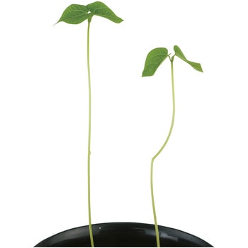 植物ホルモン軟膏セット B ナリカ