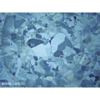 化石プレパラート FOS-5N(5種) - ナリカ