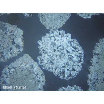 化石プレパラート FOS-5N(5種) - ナリカ