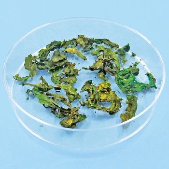 生物観察教材 イシクラゲ(原核生物) ナリカ