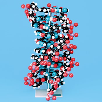 分子構造模型(モリモッド分子模型)DNA ナリカ 分子/原子/放射線 【通販モノタロウ】 M60-1185