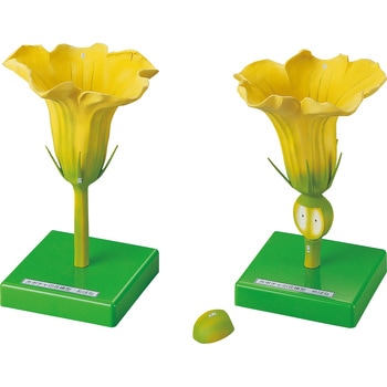 カボチャの花模型 ナリカ