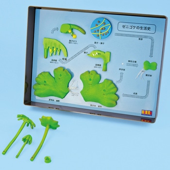 ゼニゴケの生活史模型 ナリカ