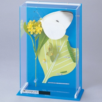 昆虫発生順序模型 IHJ-A ナリカ