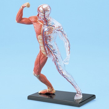 M60-4043 人体解剖模型 筋肉と骨格解剖モデルAMM-N 1個 ナリカ 【通販
