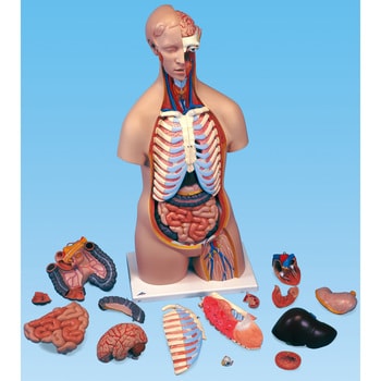 パズルのように学習が可能です【看護学習用】人体解剖模型