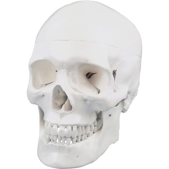 M 頭蓋骨模型 1個 ナリカ 通販モノタロウ