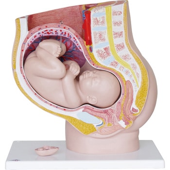 胎内 胎児模型 L n ナリカ その他学童用実験器具 実験用品 通販モノタロウ M60 4652