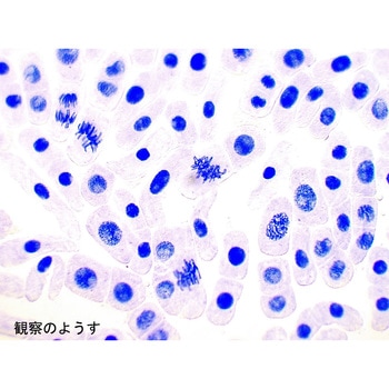 体細胞分裂観察セット ナリカ