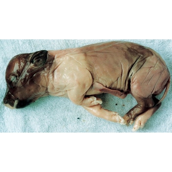 L55-7801-02 Up iJ 50431606