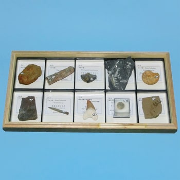【値下げ】示準化石模型10種類