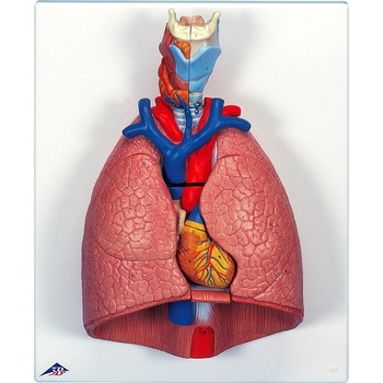 肺の構造模型 ナリカ その他学童用実験器具 実験用品 通販モノタロウ M60 4311