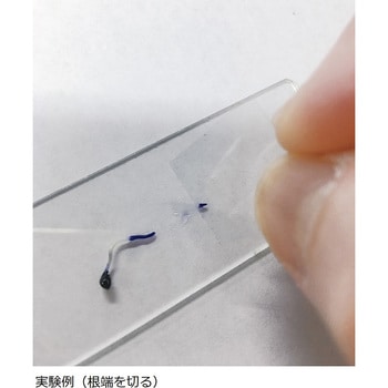 体細胞分裂観察セット ナリカ