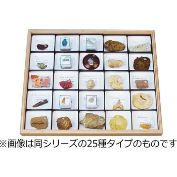化石標本 ナリカ