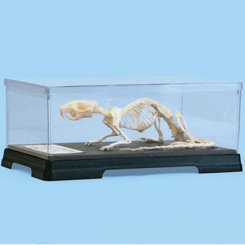 L55-5037 セキツイ動物骨格標本 1個 ナリカ 【通販モノタロウ】