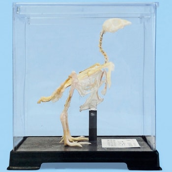 L55-5038 セキツイ動物骨格標本 1個 ナリカ 【通販モノタロウ】