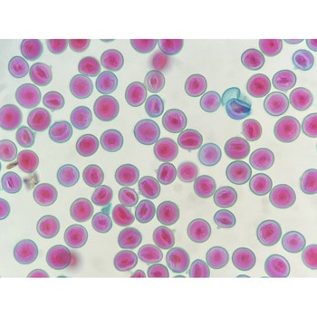 プレパラート - ナリカ