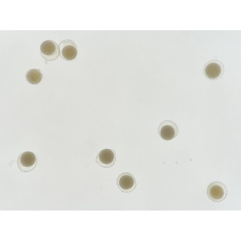 プレパラート - ナリカ