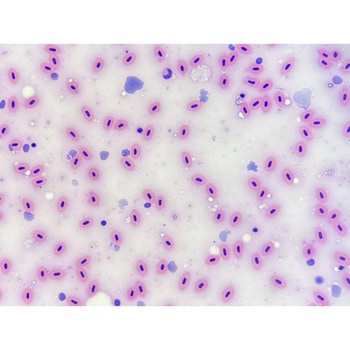 プレパラート ナリカ