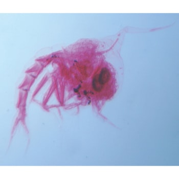 水の中の微生物プレパラート ナリカ