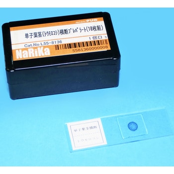 単子葉茎(トウモロコシ)横断プレパラート ナリカ