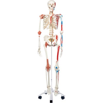 M60 4071 人体骨格模型 1個 ナリカ 通販サイトmonotaro