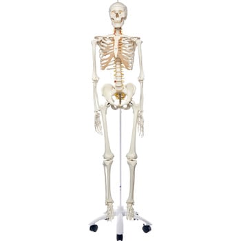 2点セット　骨 模型 人体模型 モデル 骨格模型　置物　レプリカ　レトロ